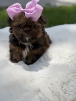 AKC Cookie, a female Shih Tzu for sale in Paducah, KY – 3 of 10