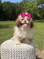 AKC Sable Parti, a female Shih Tzu for sale in Paducah, KY – 10 of 10