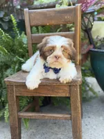 Sable parti boy , a male Shih Tzu for sale in Paducah, KY – 9 of 10