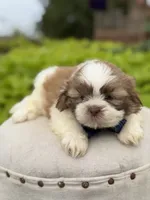 Chocolate sable , a male Shih Tzu for sale in Paducah, KY – 3 of 5
