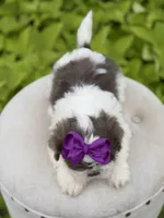 Lilac, a female Shih Tzu for sale in Paducah, KY – 2 of 10