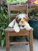 Sable parti boy , a male Shih Tzu for sale in Paducah, KY – 7 of 10