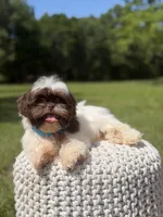 AKC Tristan, a male Shih Tzu for sale in Paducah, KY – 6 of 10
