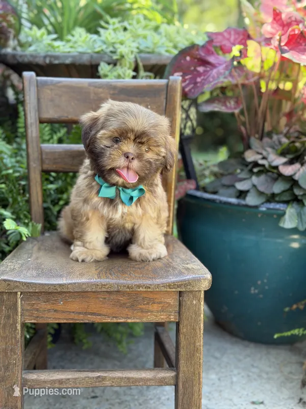Chocolate sable – Shih Tzu puppy for sale in Paducah, KY
