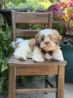 Chocolate sable , a male Shih Tzu for sale in Paducah, KY – 10 of 10