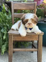 Sable parti boy , a male Shih Tzu for sale in Paducah, KY – 4 of 10