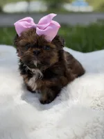 AKC Cookie, a female Shih Tzu for sale in Paducah, KY – 5 of 10