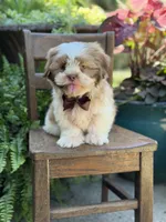 Chocolate sable , a male Shih Tzu for sale in Paducah, KY – 3 of 10