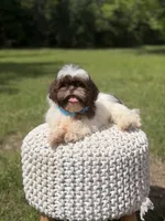 AKC Tristan, a male Shih Tzu for sale in Paducah, KY – 8 of 10