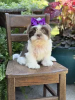 Lilac, a female Shih Tzu for sale in Paducah, KY – 7 of 10
