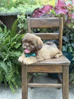 Chocolate sable, a male Shih Tzu for sale in Paducah, KY – 7 of 10