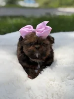 AKC Cookie, a female Shih Tzu for sale in Paducah, KY – 7 of 10
