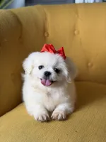 Polly, a female Pekingese for sale in Paducah, KY – 7 of 10