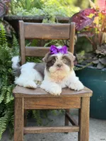 Lilac, a female Shih Tzu for sale in Paducah, KY – 6 of 10