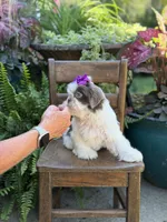 Lilac, a female Shih Tzu for sale in Paducah, KY – 2 of 10