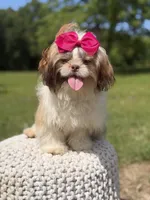 AKC Sable Parti, a female Shih Tzu for sale in Paducah, KY – 6 of 10