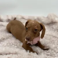 Pink, a female Miniature Dachshund for sale in Paducah, KY – Photo 5 of 5