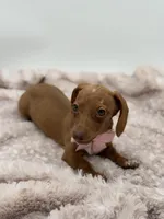 Pink, a female Miniature Dachshund for sale in Paducah, KY – Photo 5 of 5