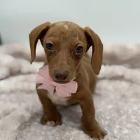 Pink, a female Miniature Dachshund for sale in Paducah, KY – Photo 4 of 5