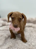 Pink, a female Miniature Dachshund for sale in Paducah, KY – Photo 4 of 5