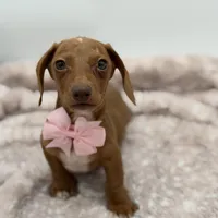 Pink, a female Miniature Dachshund for sale in Paducah, KY – Photo 1 of 5
