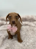 Pink, a female Miniature Dachshund for sale in Paducah, KY – Photo 1 of 5