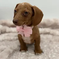 Pink, a female Miniature Dachshund for sale in Paducah, KY – Photo 3 of 5