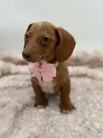 Pink, a female Miniature Dachshund for sale in Paducah, KY – Photo 3 of 5