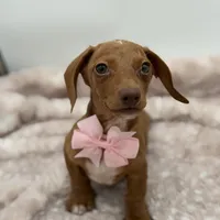 Pink, a female Miniature Dachshund for sale in Paducah, KY – Photo 2 of 5