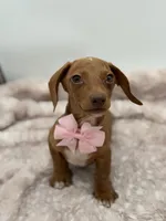 Pink, a female Miniature Dachshund for sale in Paducah, KY – Photo 2 of 5