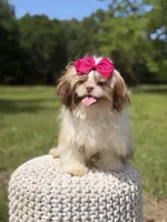 AKC Sable Parti, a female Shih Tzu for sale in Paducah, KY – 8 of 10