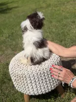 AKC Tristan, a male Shih Tzu for sale in Paducah, KY – 10 of 10