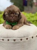 Chocolate sable, a male Shih Tzu for sale in Paducah, KY – 6 of 8
