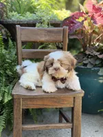 Chocolate sable , a male Shih Tzu for sale in Paducah, KY – 5 of 10