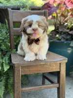 Chocolate sable , a male Shih Tzu for sale in Paducah, KY – 9 of 10