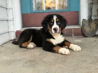 Akc Brutus, a male Bernese Mountain Dog for sale in Paducah, KY – Photo 9 of 9