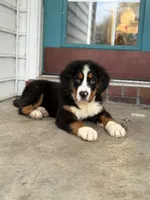 Akc Brutus, a male Bernese Mountain Dog for sale in Paducah, KY – Photo 8 of 9