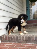 Akc Brutus, a male Bernese Mountain Dog for sale in Paducah, KY – Photo 4 of 9
