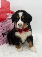 Akc Brutus, a male Bernese Mountain Dog for sale in Paducah, KY – Photo 4 of 10