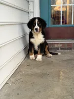 Akc Brutus, a male Bernese Mountain Dog for sale in Paducah, KY – Photo 3 of 9