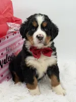 Akc Brutus, a male Bernese Mountain Dog for sale in Paducah, KY – Photo 3 of 10