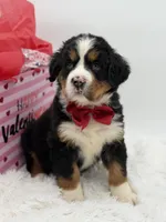 Akc Brutus, a male Bernese Mountain Dog for sale in Paducah, KY – Photo 2 of 10