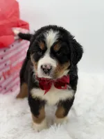 Akc Brutus, a male Bernese Mountain Dog for sale in Paducah, KY – Photo 6 of 10