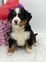 Akc Brutus, a male Bernese Mountain Dog for sale in Paducah, KY – Photo 8 of 10