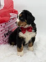 Akc Brutus, a male Bernese Mountain Dog for sale in Paducah, KY – Photo 10 of 10