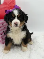 Akc Brutus, a male Bernese Mountain Dog for sale in Paducah, KY – Photo 7 of 10