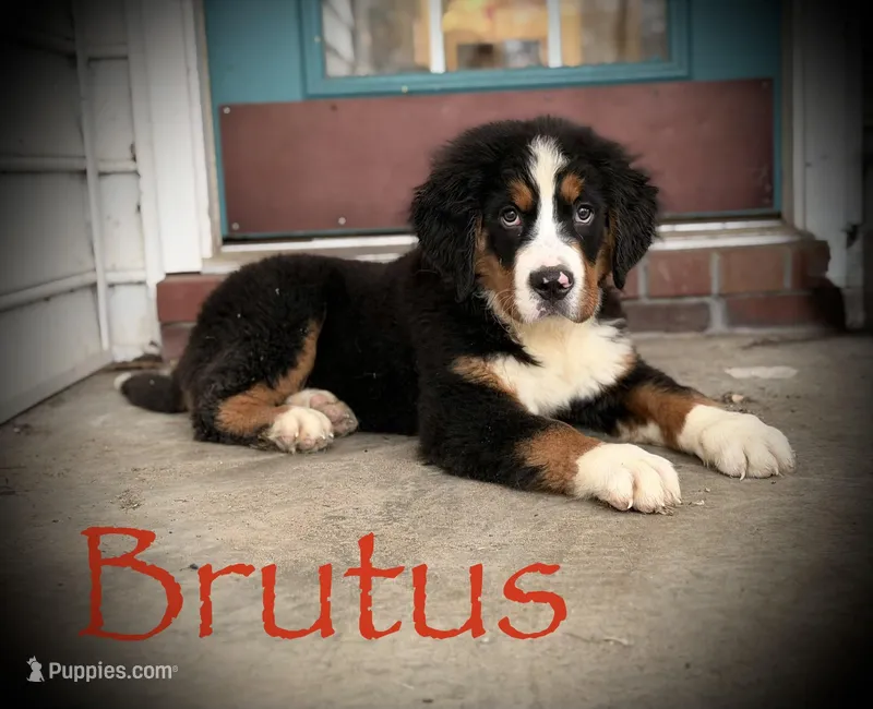 Akc Brutus – Bernese Mountain Dog puppy for sale in Paducah, KY