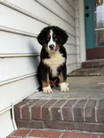Akc Brutus, a male Bernese Mountain Dog for sale in Paducah, KY – Photo 5 of 9