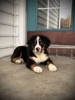 Akc Brutus, a male Bernese Mountain Dog for sale in Paducah, KY – Photo 7 of 9
