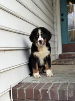 Akc Brutus, a male Bernese Mountain Dog for sale in Paducah, KY – Photo 6 of 9